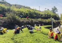逃离城市热浪！厦门团建天花板，同安军营村解锁高山清凉赋能之旅！ ...