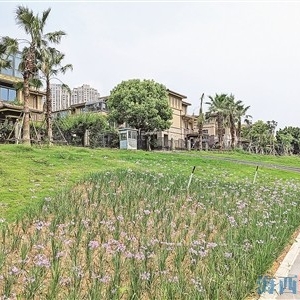美山路（招商海德与海上五月花段）退线绿化工程完成