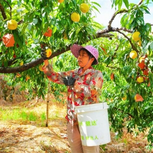 三明泰宁：黄桃甜蜜上市