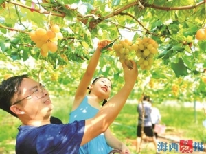 同安瓜果飘香喜获丰收 吸引众多市民游客打卡采摘