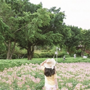 翔安香山醉蝶花进入盛花期