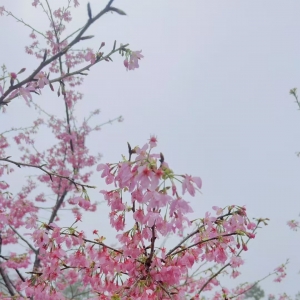 春天是花海的世界，游客在厦门军营村欣赏浪漫的樱花盛宴