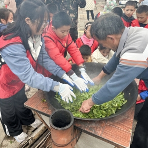 厦门军营村采茶制茶亲子研学活动 | 指尖摘绿色，炭火焙乡愁 ...
