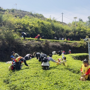 厦门军营村团建：解锁高山云境的团队凝聚力密码