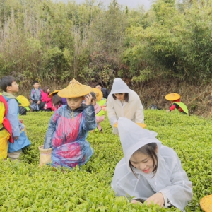 厦门亲子研学推荐之军营村高山茶园之旅：亲子采茶制茶研学体验 ... ...